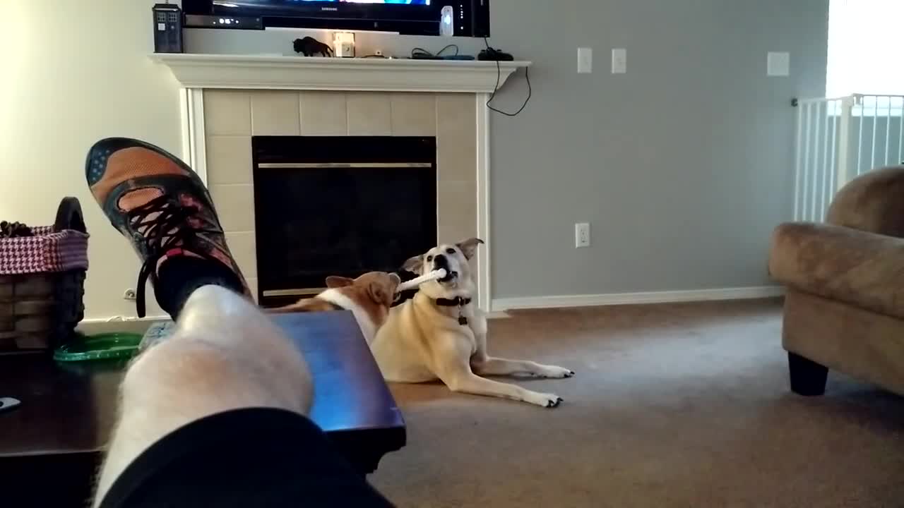 Lab Mix Outsmarts Corgi For His Toy
