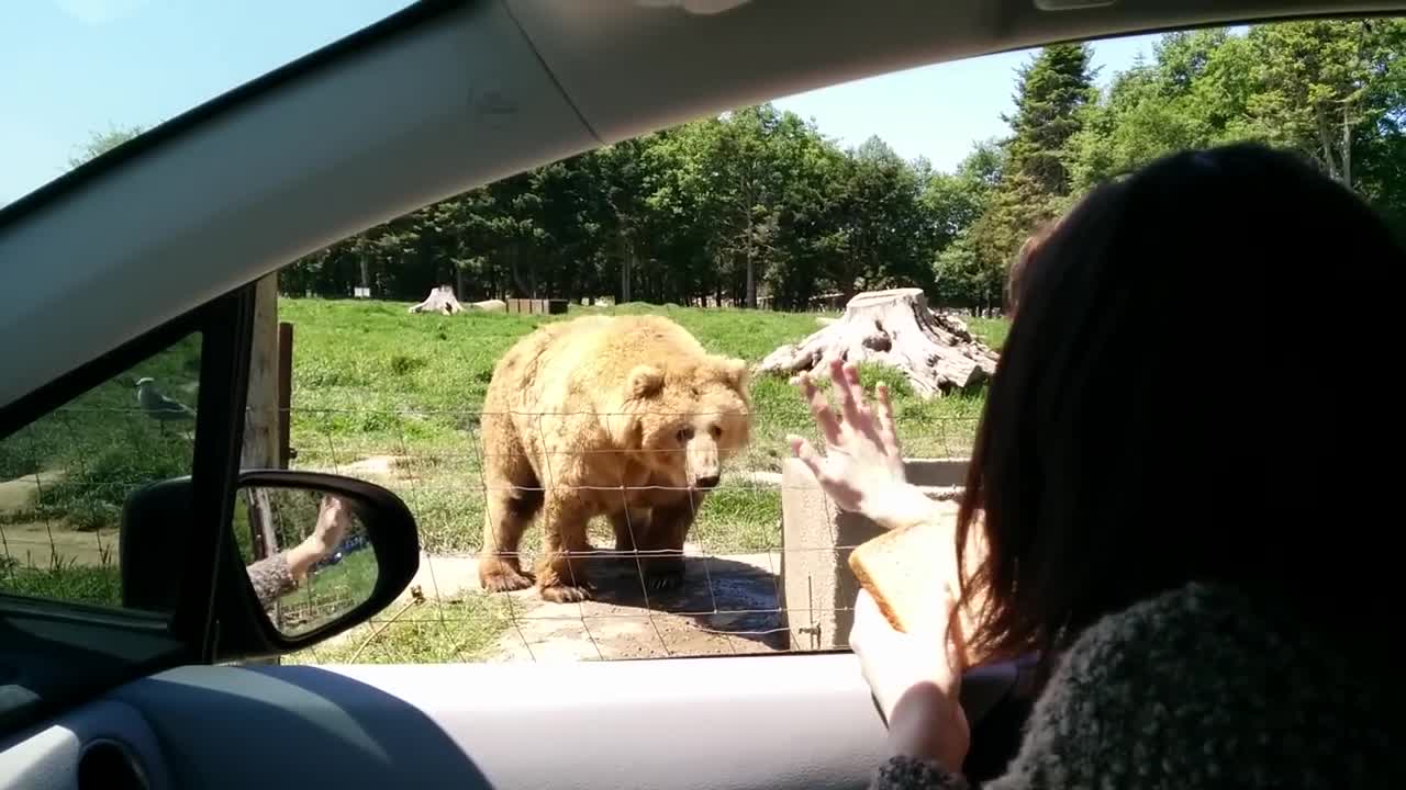 Bear Makes A Great Catch