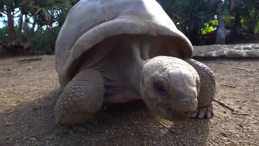 Giant Aldabra Tortoise Walking