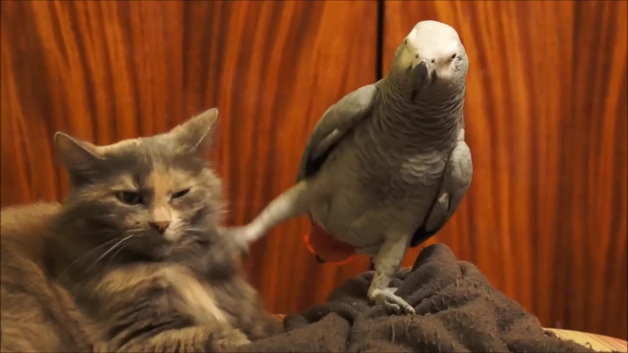 Cat Being Annoyed By A Parrot