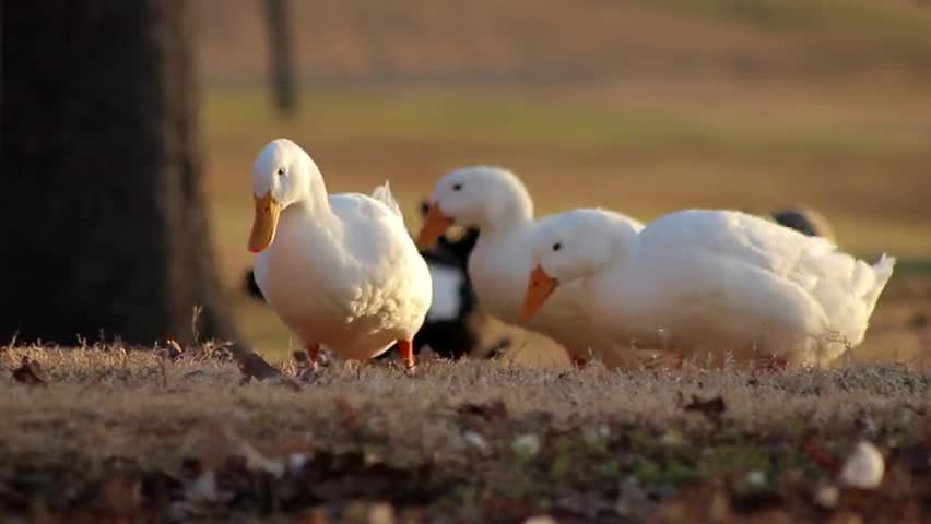 3 White Campbell Ducks Searching