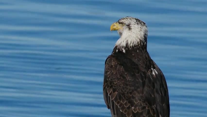 Bald Eagle by the Water