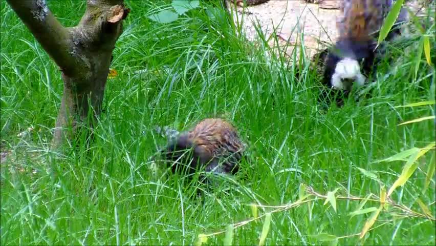 Two Marmosets in Grass
