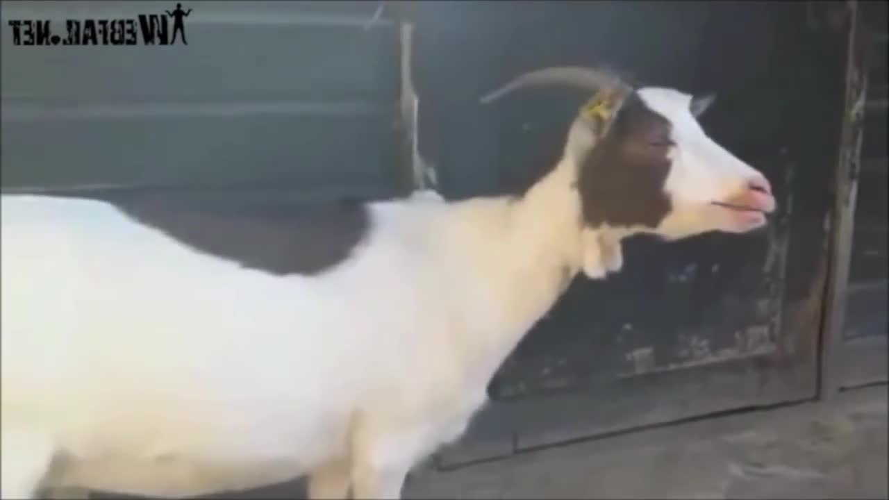 Goats Screaming Like Humans