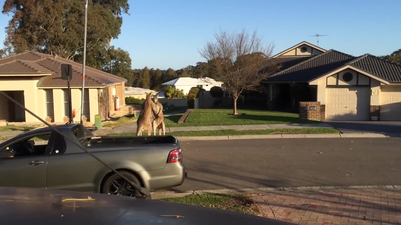 Kangaroo Street Fight