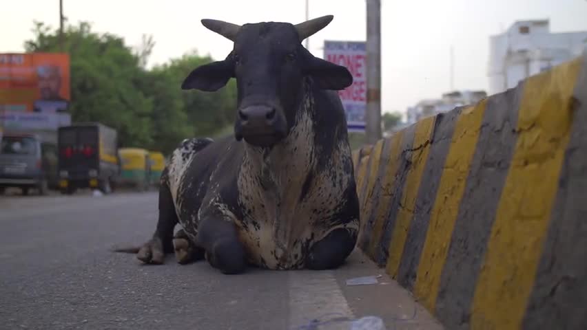 Black Cow Sitting by Indian Roadside