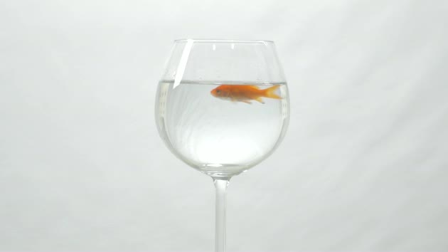 Goldfish Swimming in Wine Glass