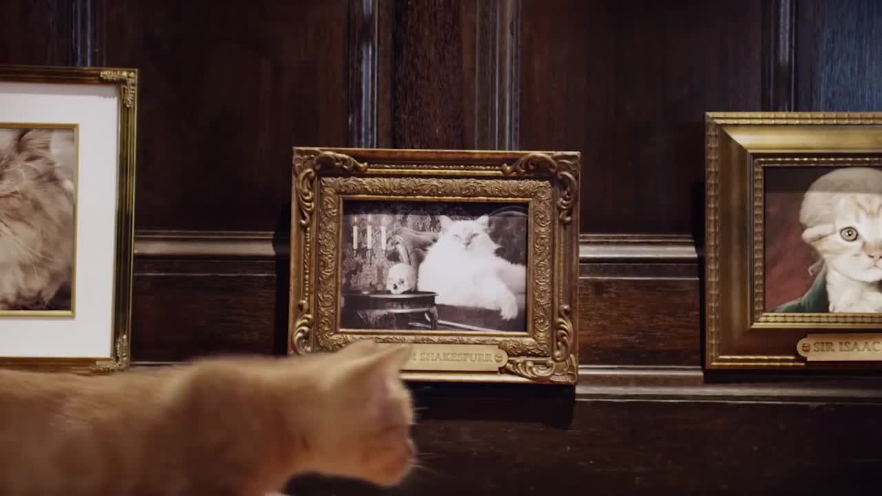 Whiskas Commercial: Kitten Kollege