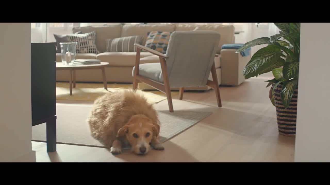 Ikea Commercial: A Fat Dog