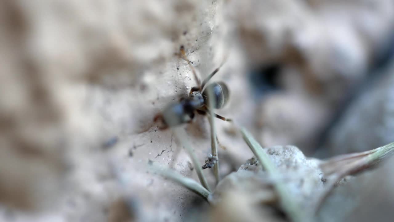 Micro world of a black ant. Free HD video footage