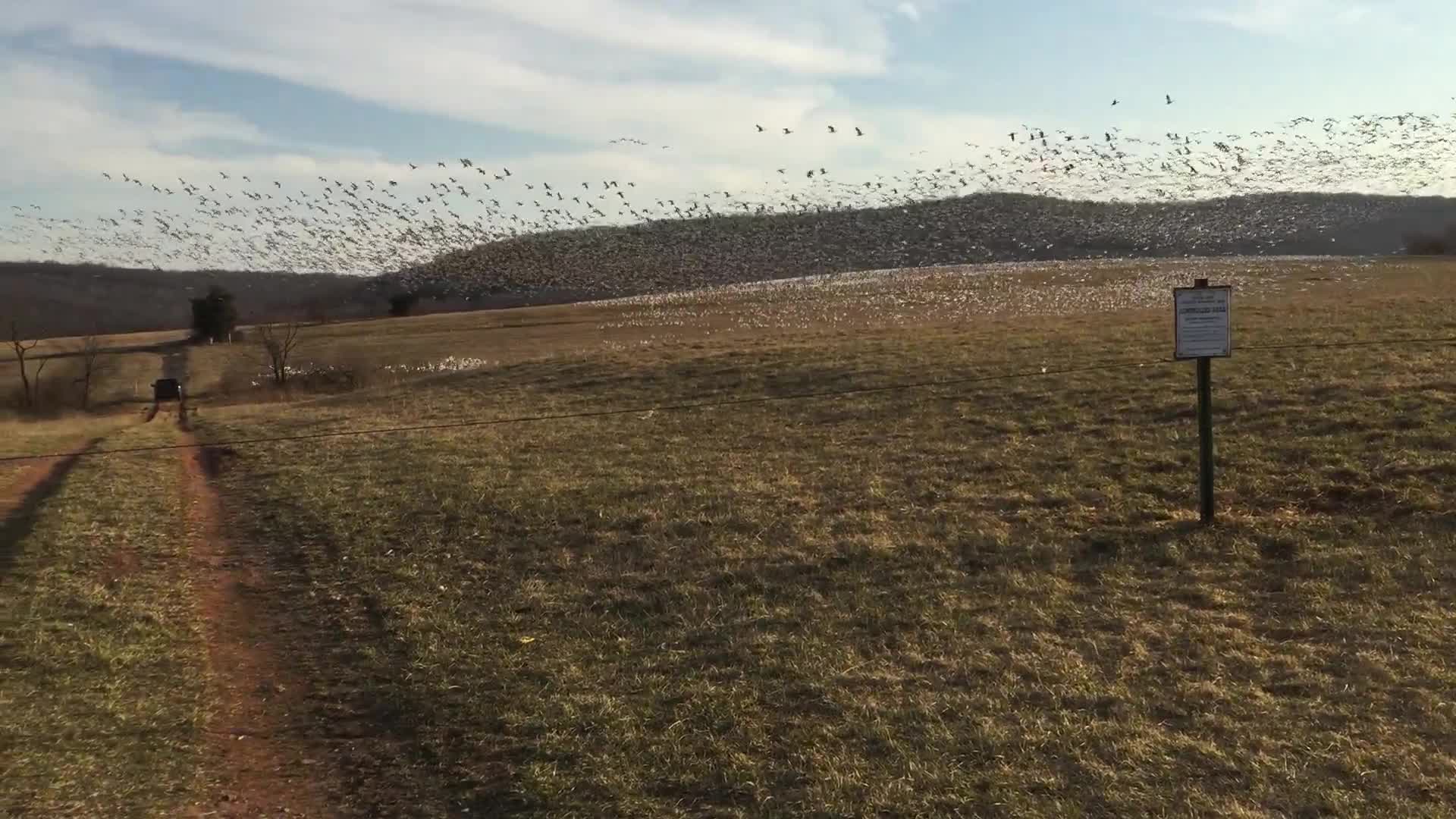 Snow Geese at Middle Creek