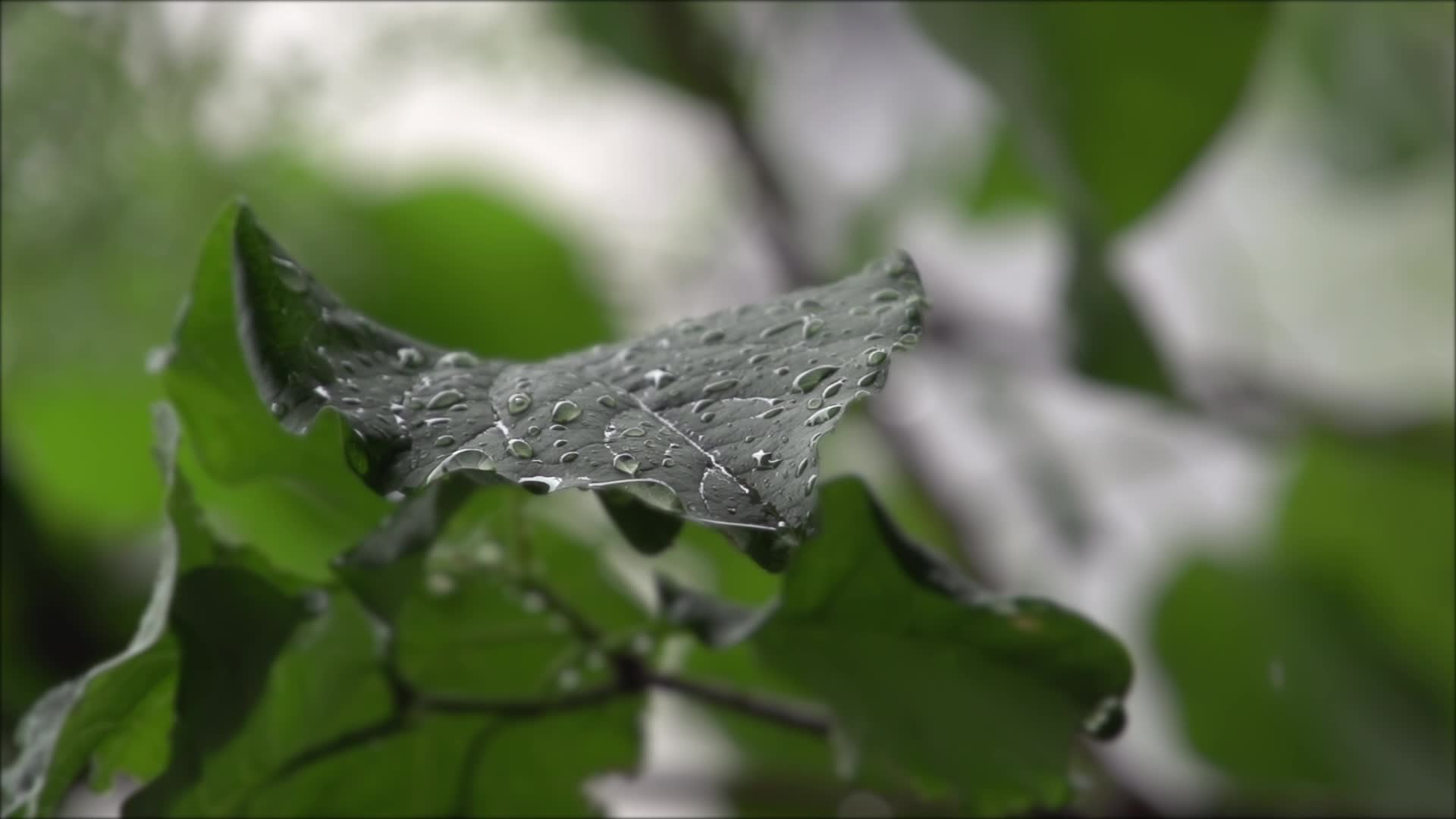 Rain on a Leaf in Slow Motion