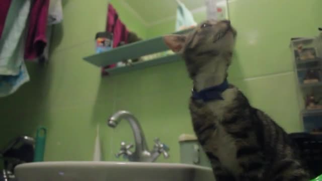 Сat Drinks Water From a Faucet