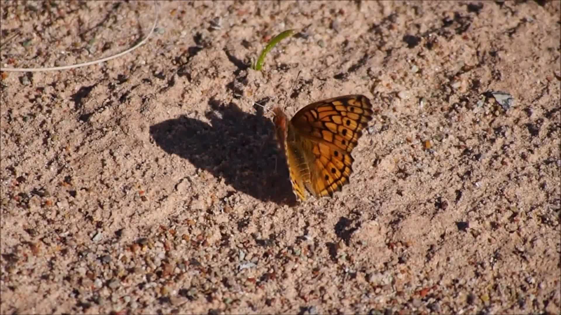 Variegated Butterfly