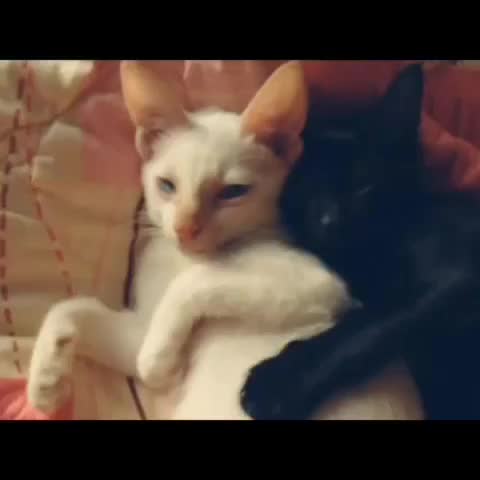 Kittens Want to Sleep