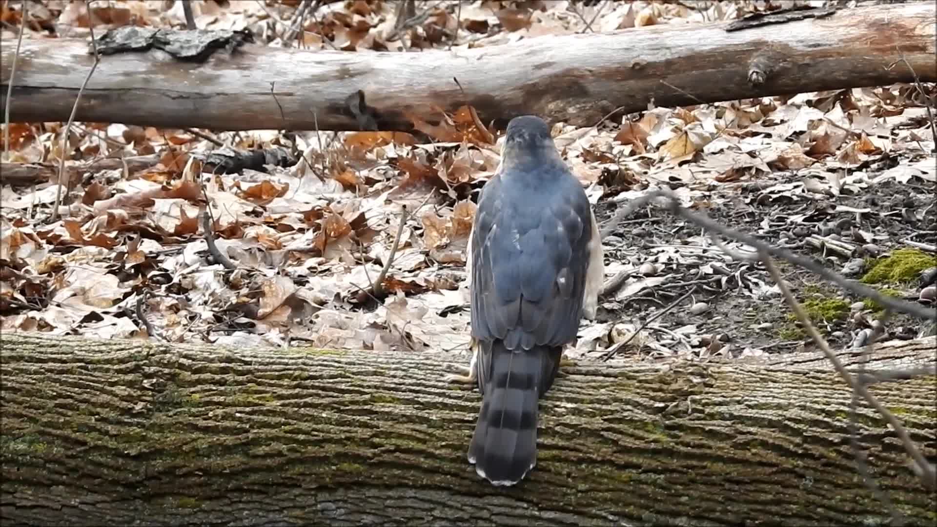 Falcon on the Log