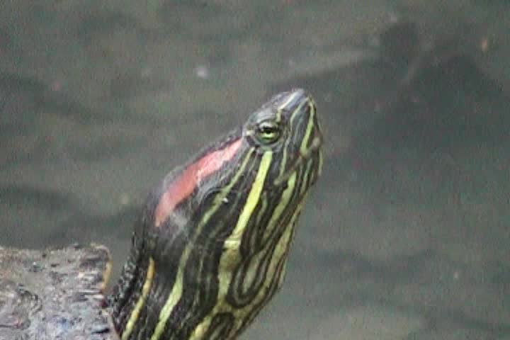 Turtle - Extreme Close Up