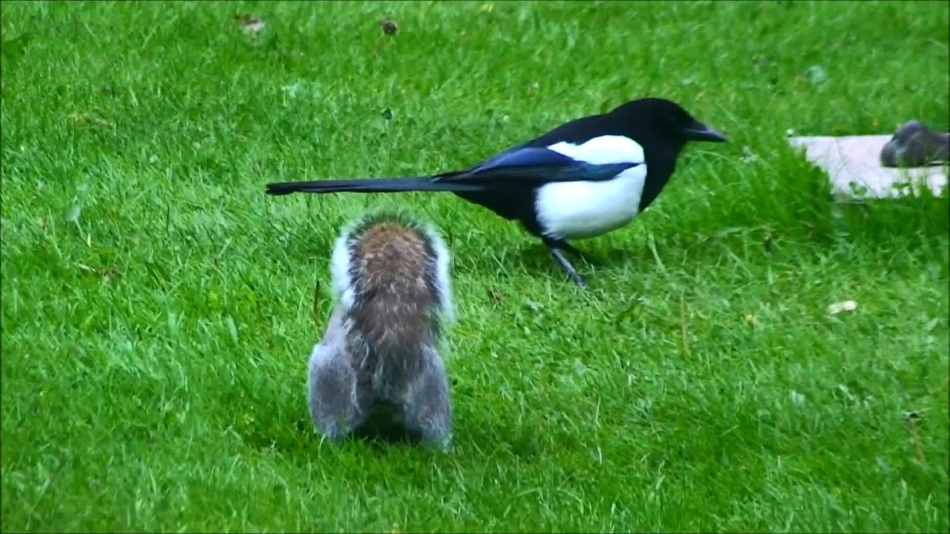 Grey Squirrel and Magpie