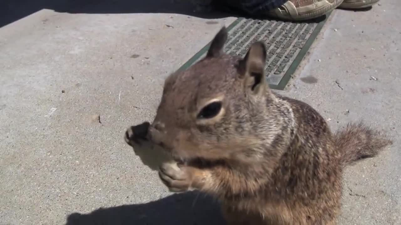 Tortilla Squirrel