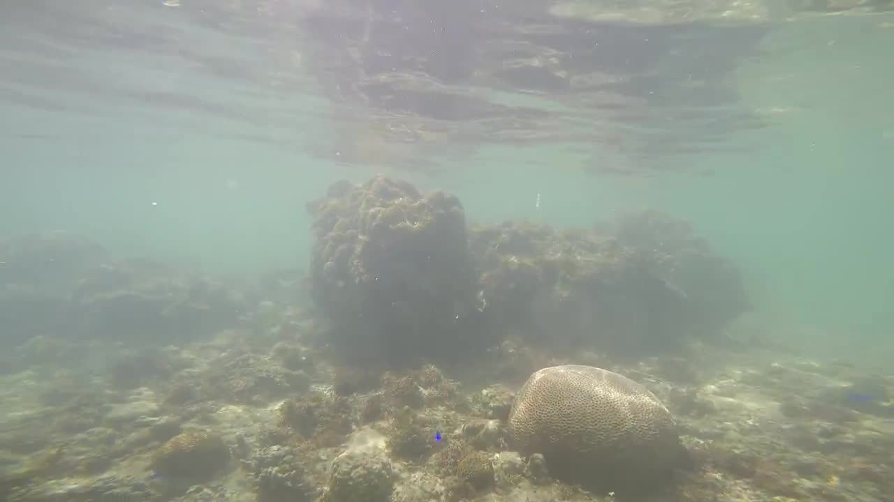 Gigantic Coral Reefs