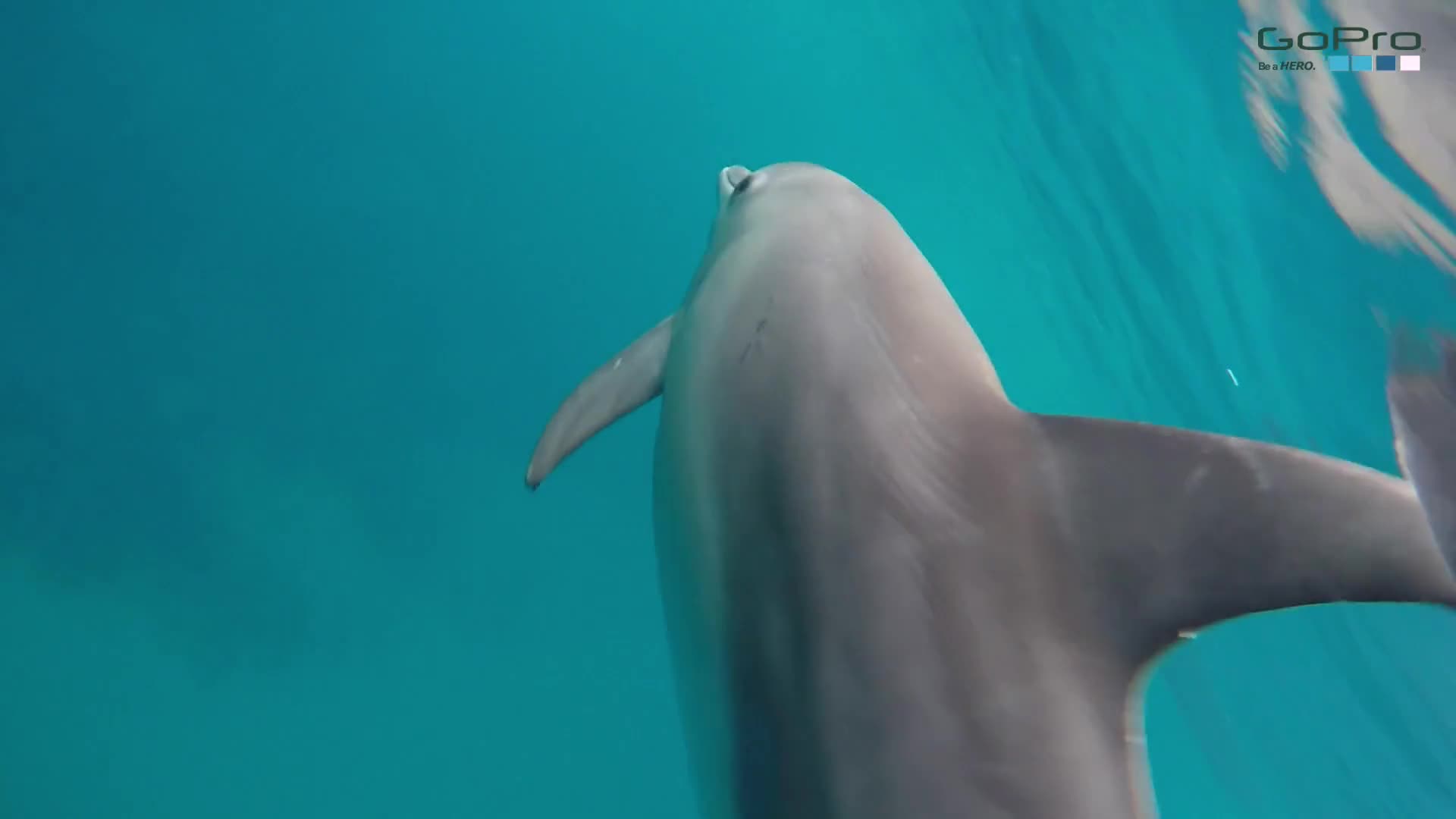 Dolphins of Ponta