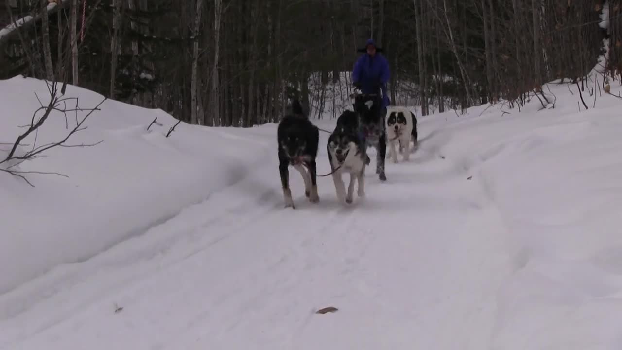 The UP In Winter: It’s For The Dogs