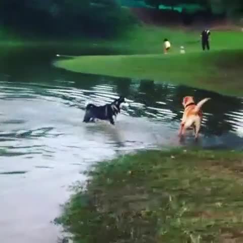 Funny Huskies Taking Its Bath