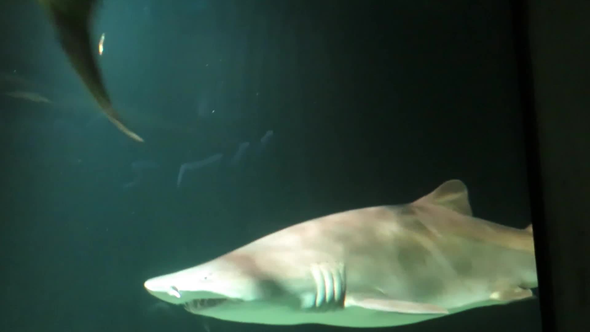 Baltimore Aquarium - Sharks
