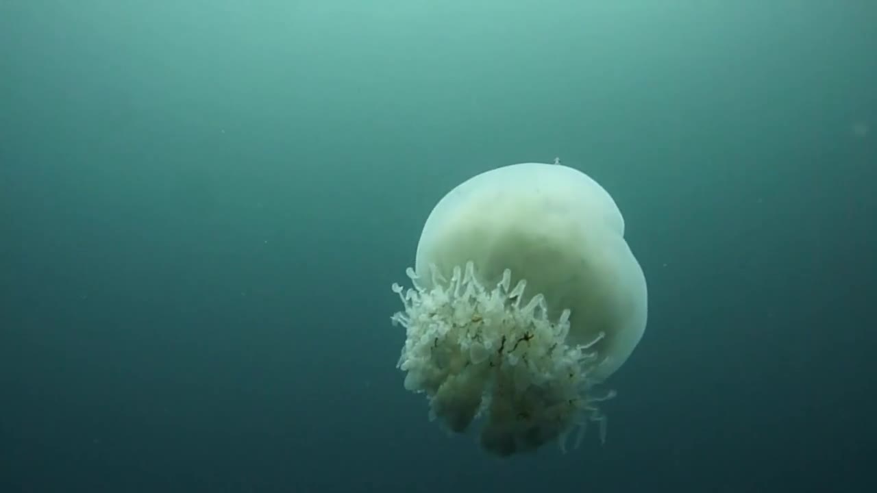 Underwater Showreel