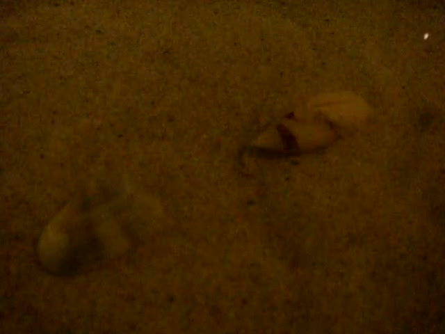 Sea Snail Burrowing