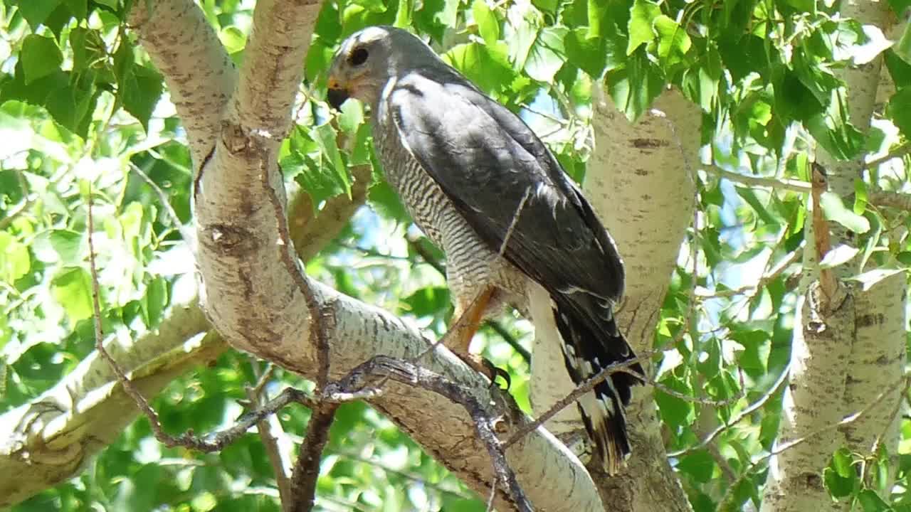 Humans And Stress In Breeding Gray Hawks