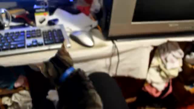 Cat Don't Allow To Work