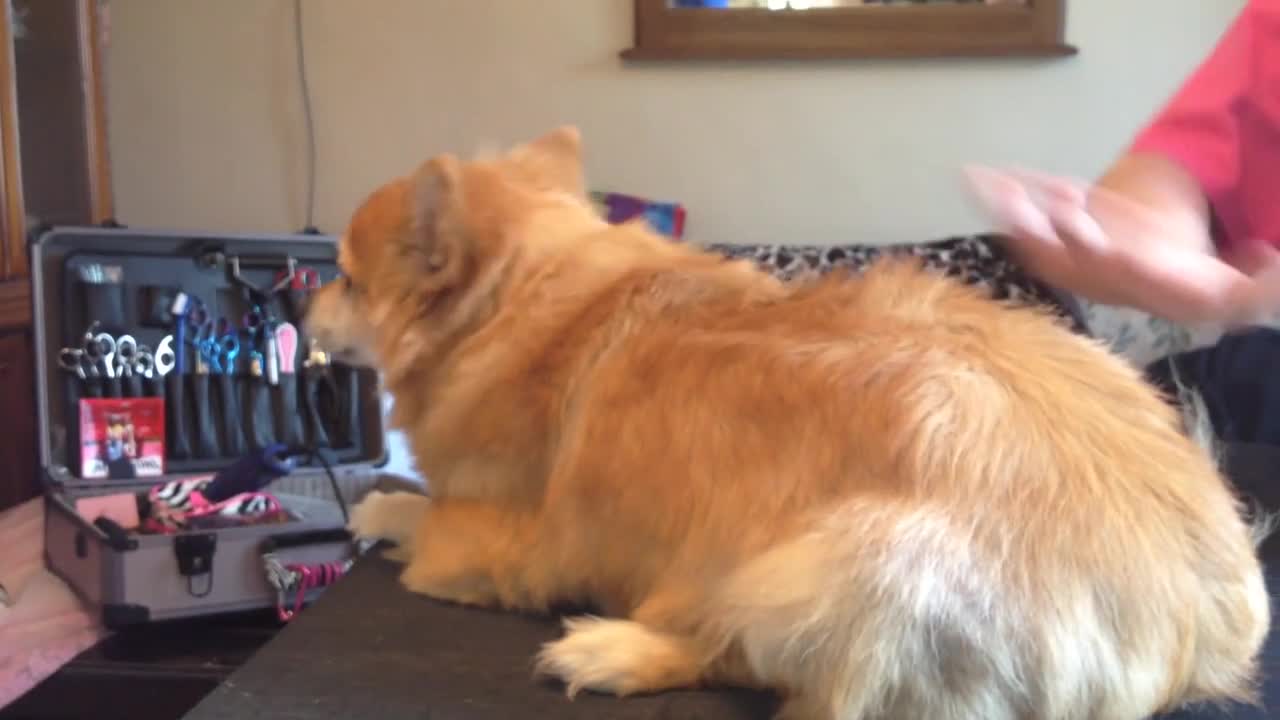 The Dog Becomes A Lion