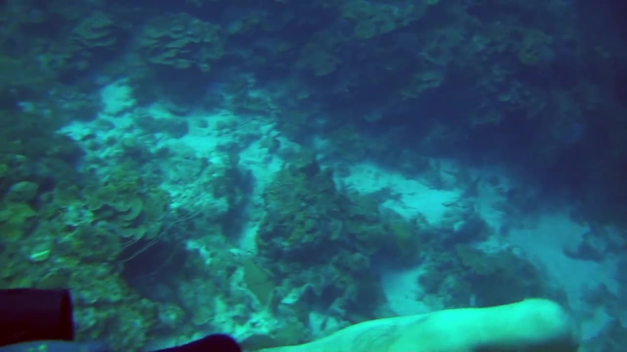Karpata Reef - Bonaire