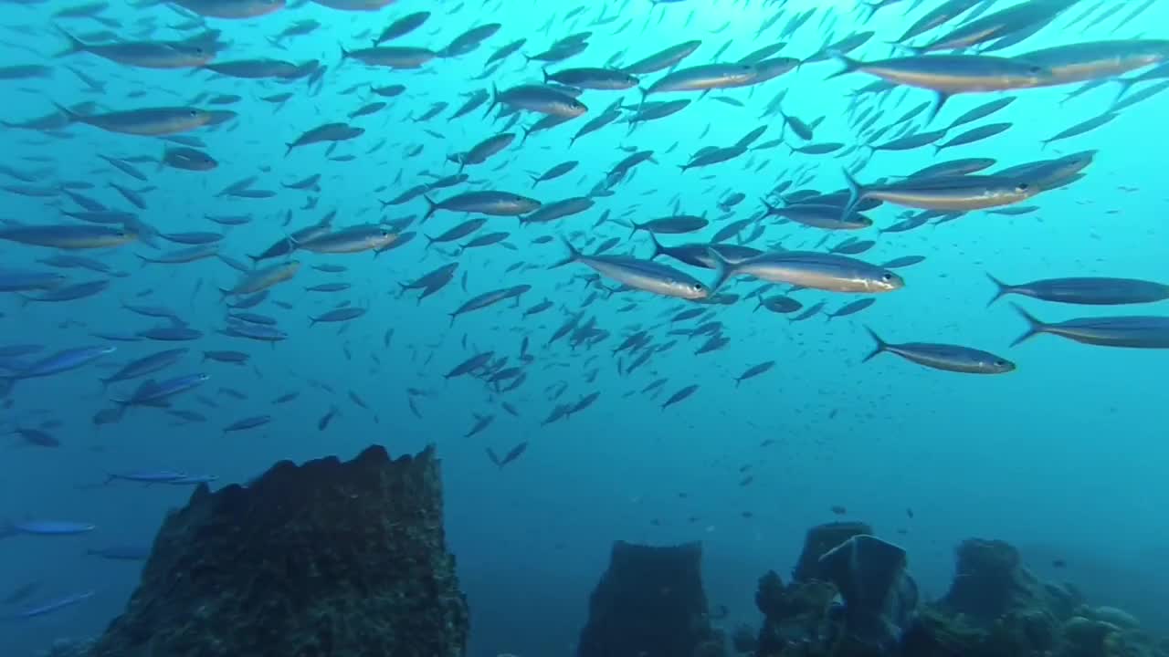 Martinique Diving