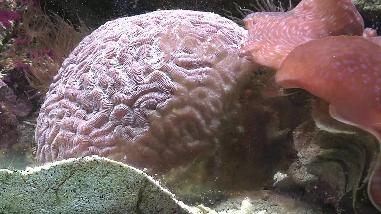 Aquarium In HD Camera