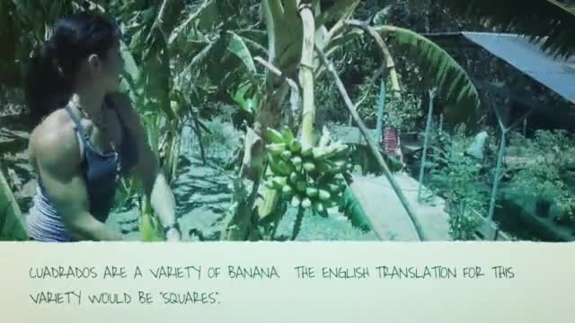 The Humble Cuadrado - The Jack Of All Bananas