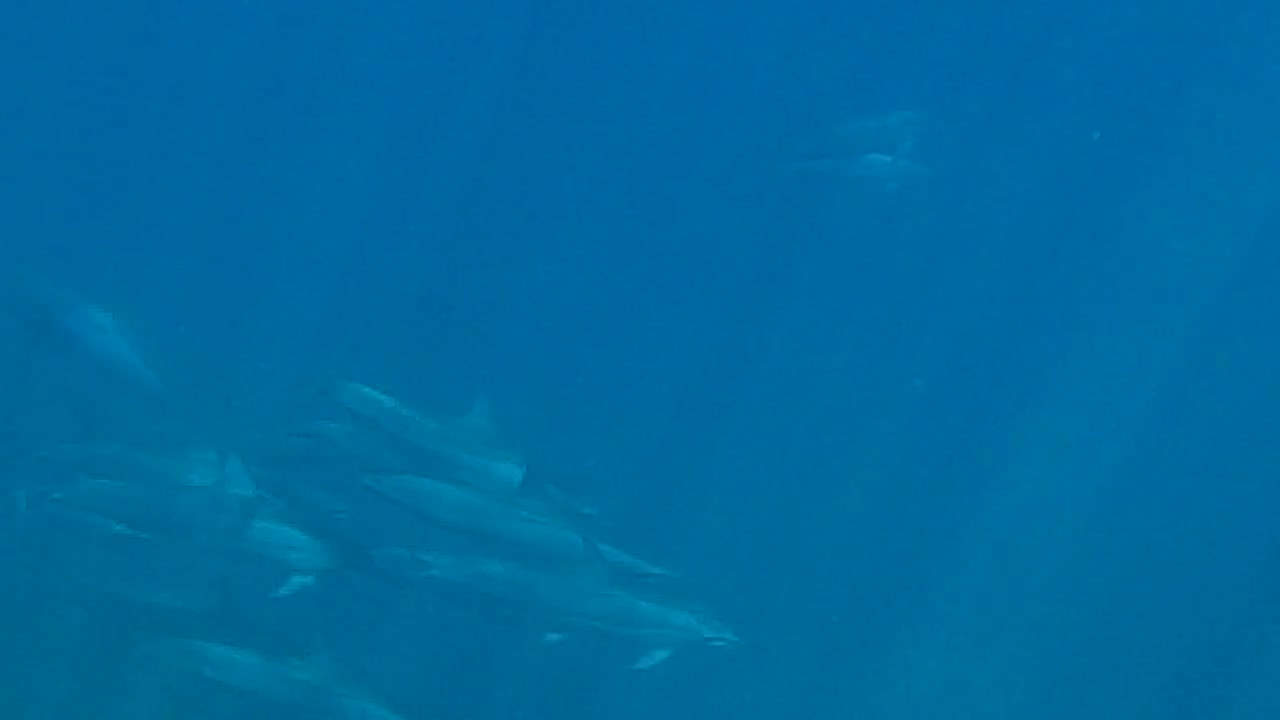 Swimming With Hawaiian Spinner Dolphins