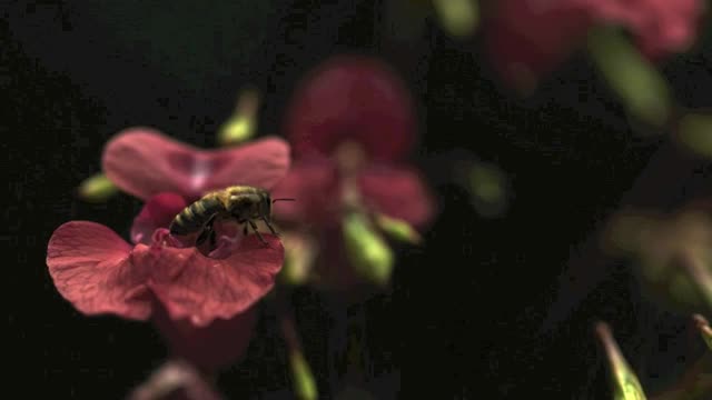 Bees Taking Off