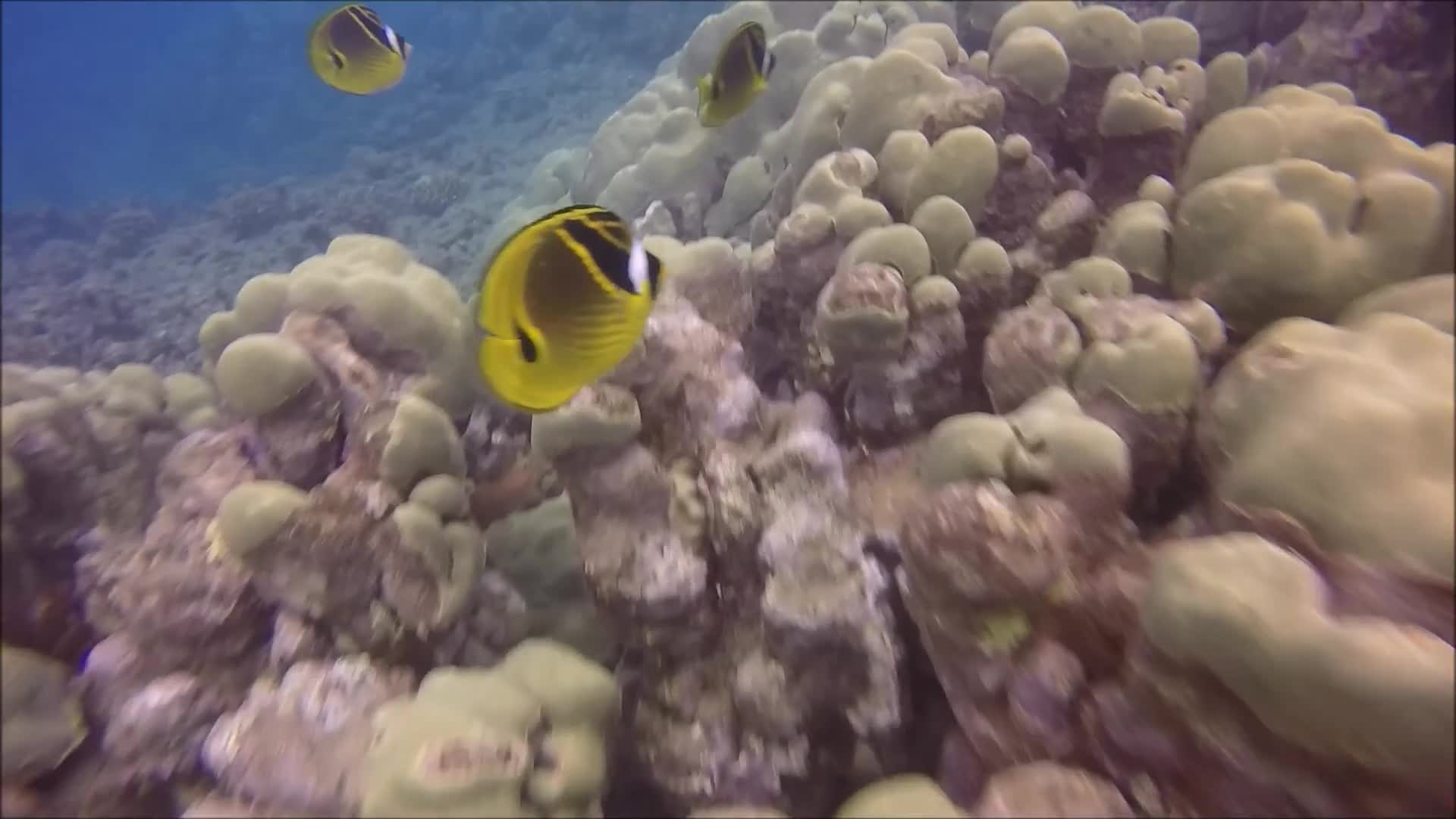 Snorkeling Hanauma Bay Hawaii