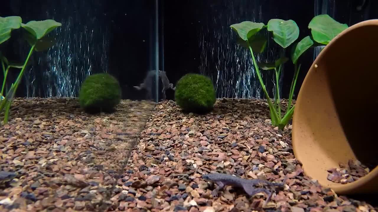 Three-Tap African Dwarf Frog Feeding