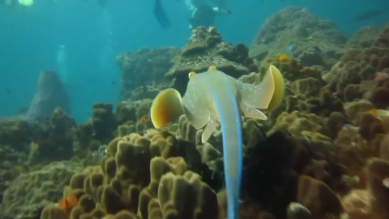 Scuba Diving - Koh Tao