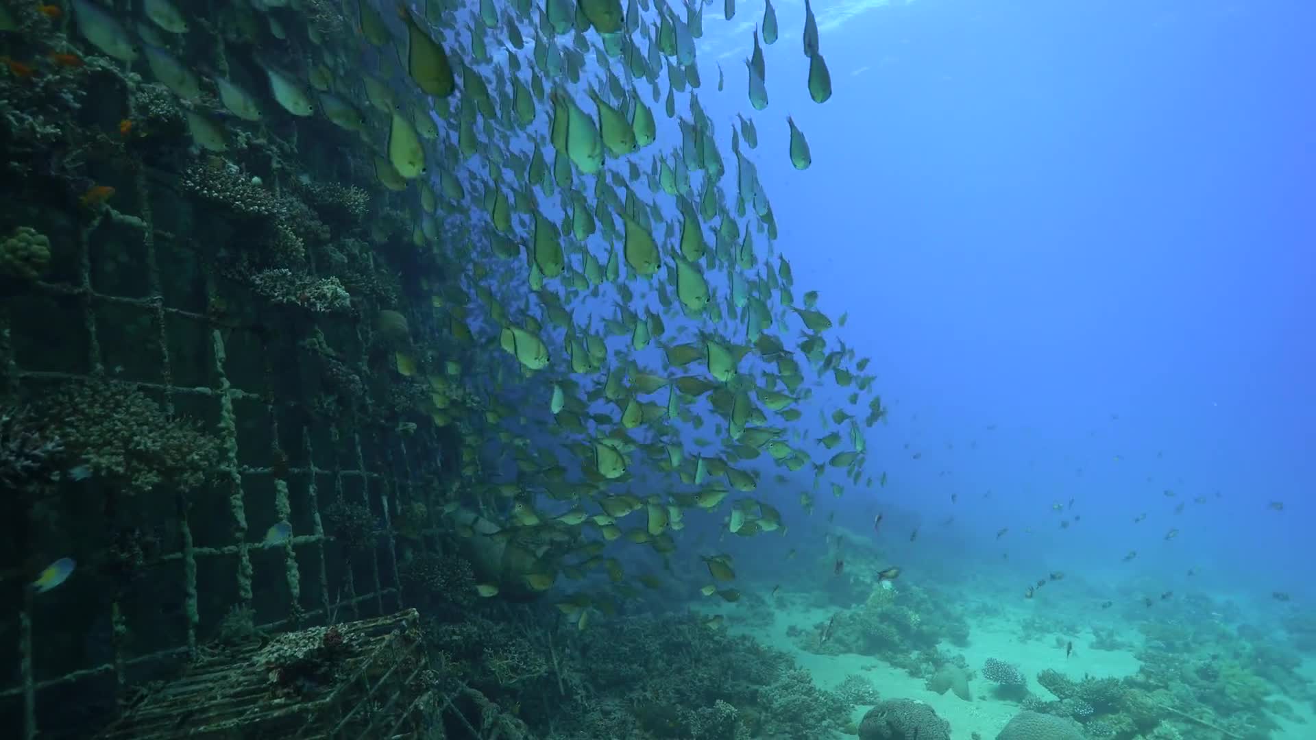 Collective Behaviour On The Reef