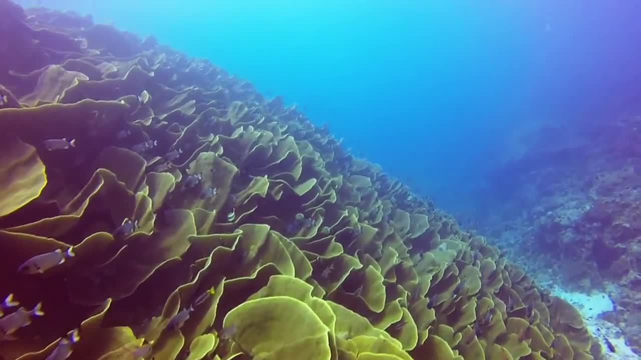 Underwater Marvels of Palau