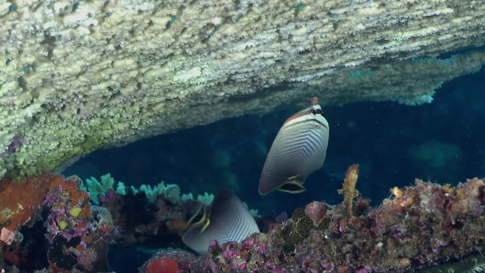 Eastern Triangle Butterflyfish Pecking