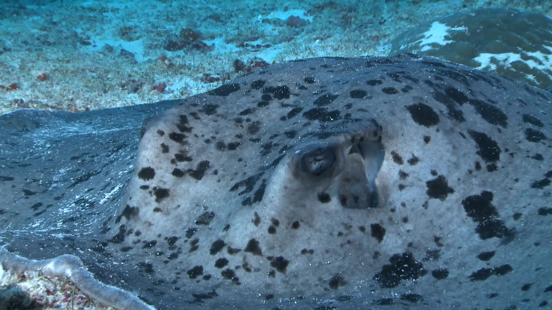 Close up of a Round Ribbontail Ray