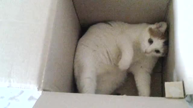 Kali in a Box