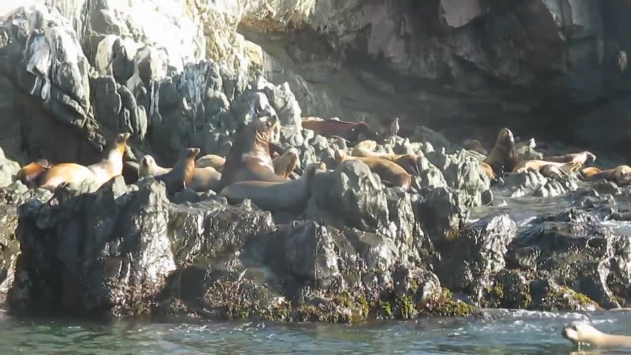 Asuncion Island Sea Lions & Baby Cormorants