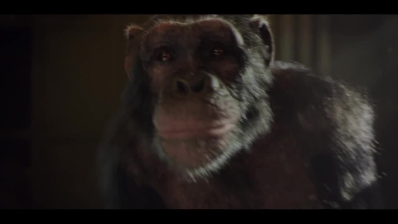 Bingle Commercial: Joni the Sky Diving Chimp