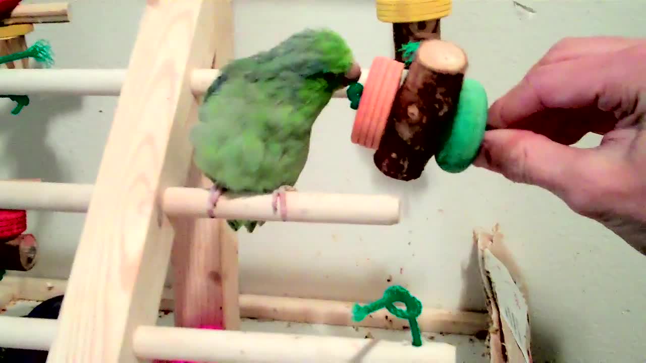 Kiwi’s Bird Gym